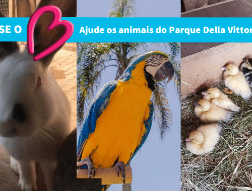 Campanha Ajude os animais do Parque Della Vittoria